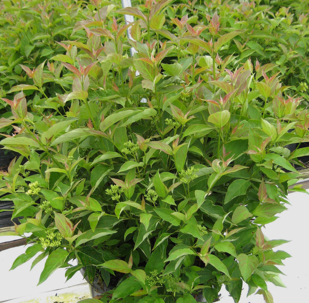 Muskingum® Gray Dogwood (CORNUS RACEMOSA MUSKINGUM) - 3 gallon 15"