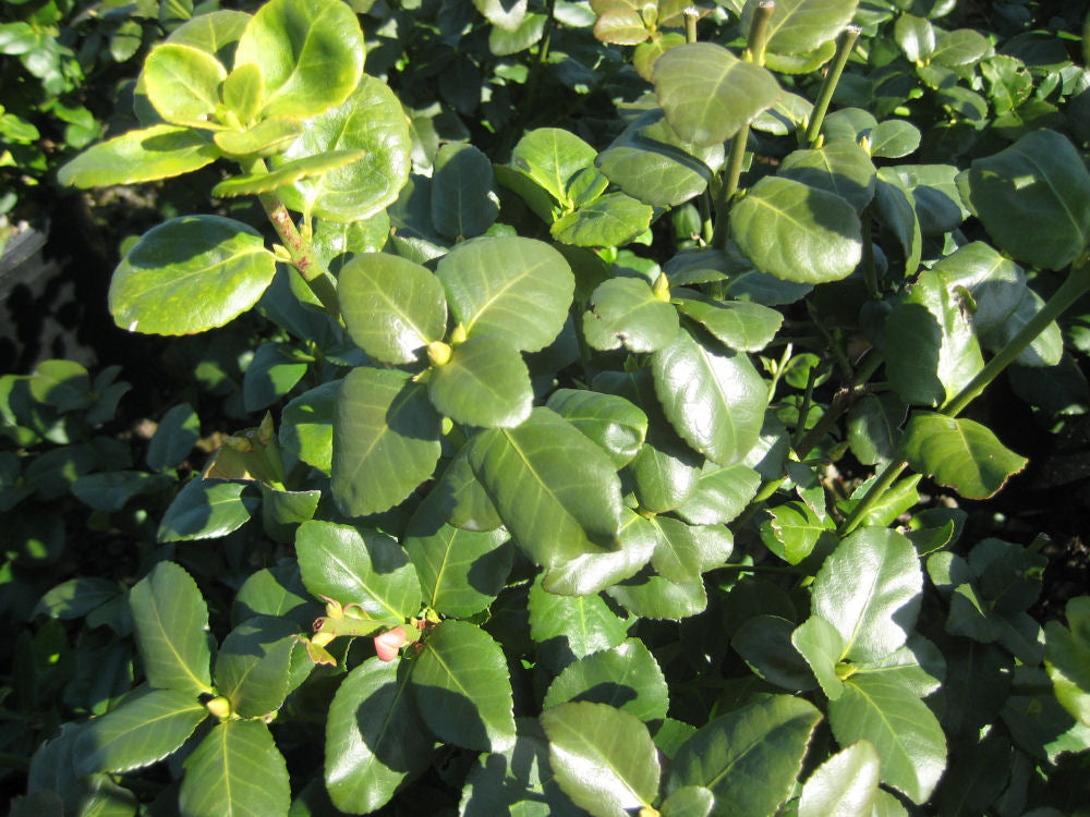 Green Lane Euonymus (EUONYMUS FOR. GREENLANE) - 2 gallon 10"
