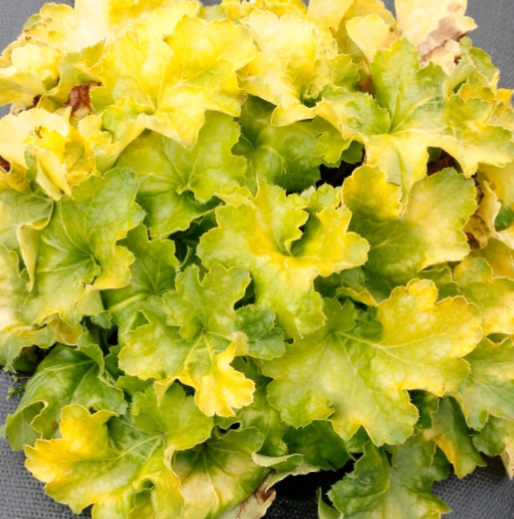 Lemon Supreme Coral Bells (HEUCHERA LEMON SUPREME) - 1 gallon