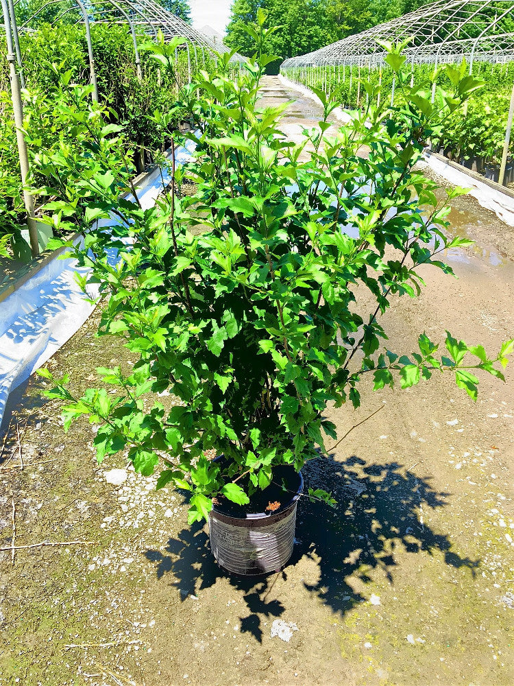 First Editions® Fiji™ Rose of Sharon (HIBISCUS SYRIACUS ‘MINSPOT’) - 2 gallon