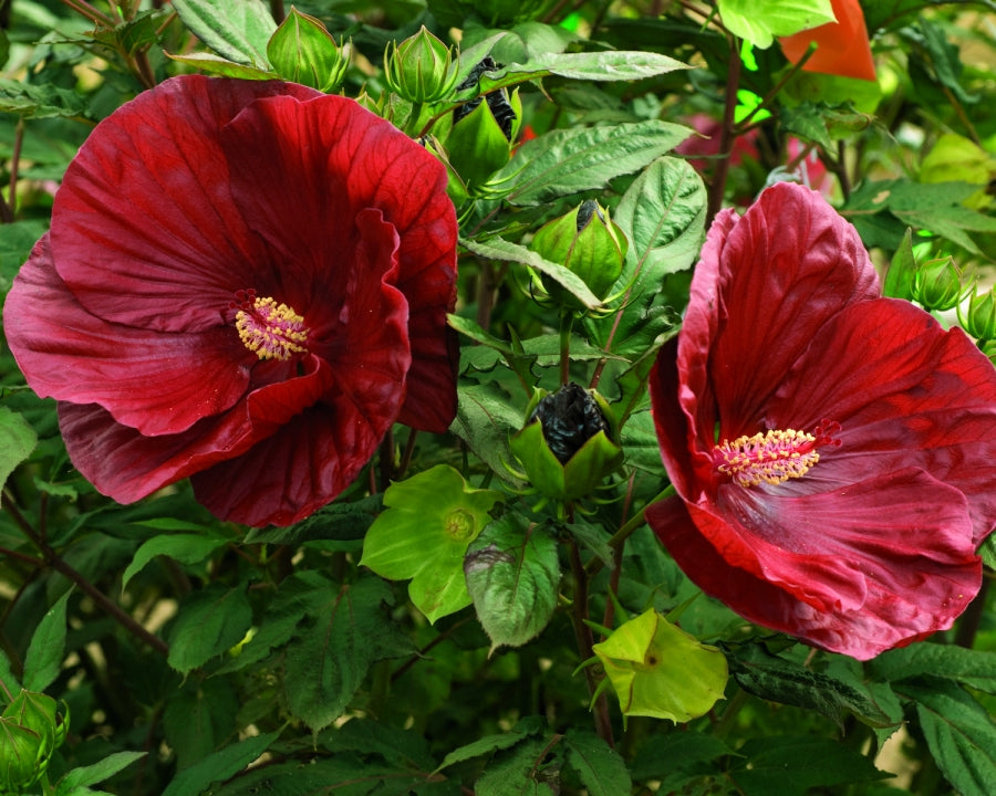 Summerific® Cranberry Crush Rose Mallow (HIBISCUS X SUMMERIFIC® CRANBERRY CRUSH) - 2 gallon