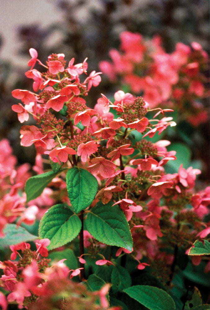 Quick Fire® Panicle Hydrangea (HYDRANGEA P QUICK FIRE) - 2 gallon