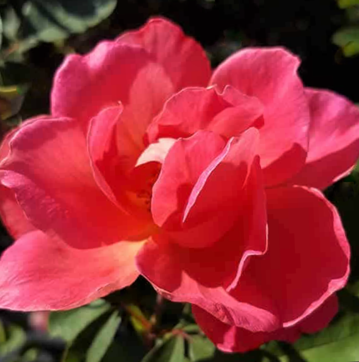 Coral Miracle On The Hudson Rose (ROSE CORAL MIRACLE ON THE HUDSON ...