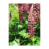 Plant Support Cradle 40" Scalloped