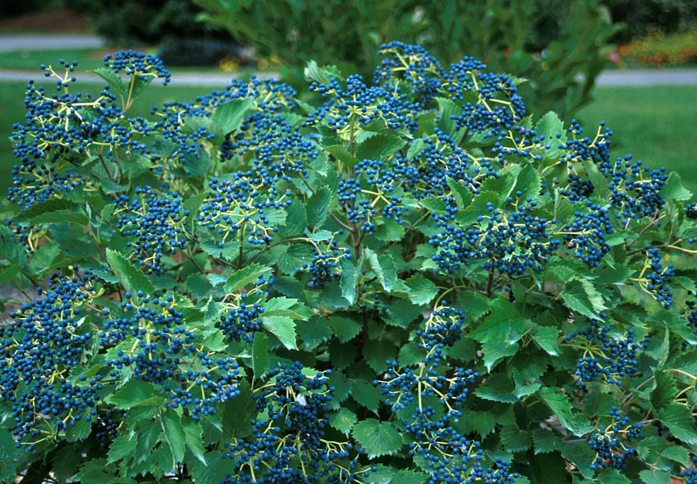 Blue Muffin® Arrowwood Viburnum (VIBURNUM DEN. BLUE MUFFIN) - 3 gallon 24"