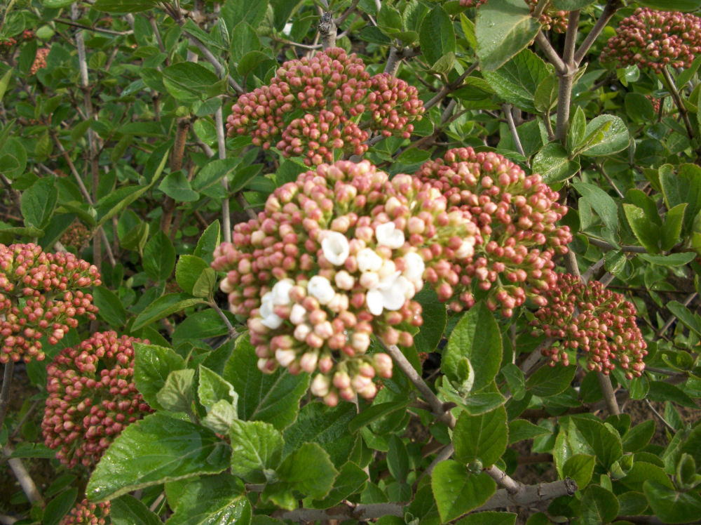 Juddii Viburnum (VIBURNUM X JUDDII) - 3 gallon 15"
