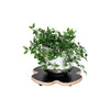 13" Black Clover Decor Plant Caddy