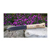 DeWit Tool Gift Set  -  Repotting/Transplanting