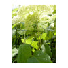Plant Support Cradle 40" Half Circle