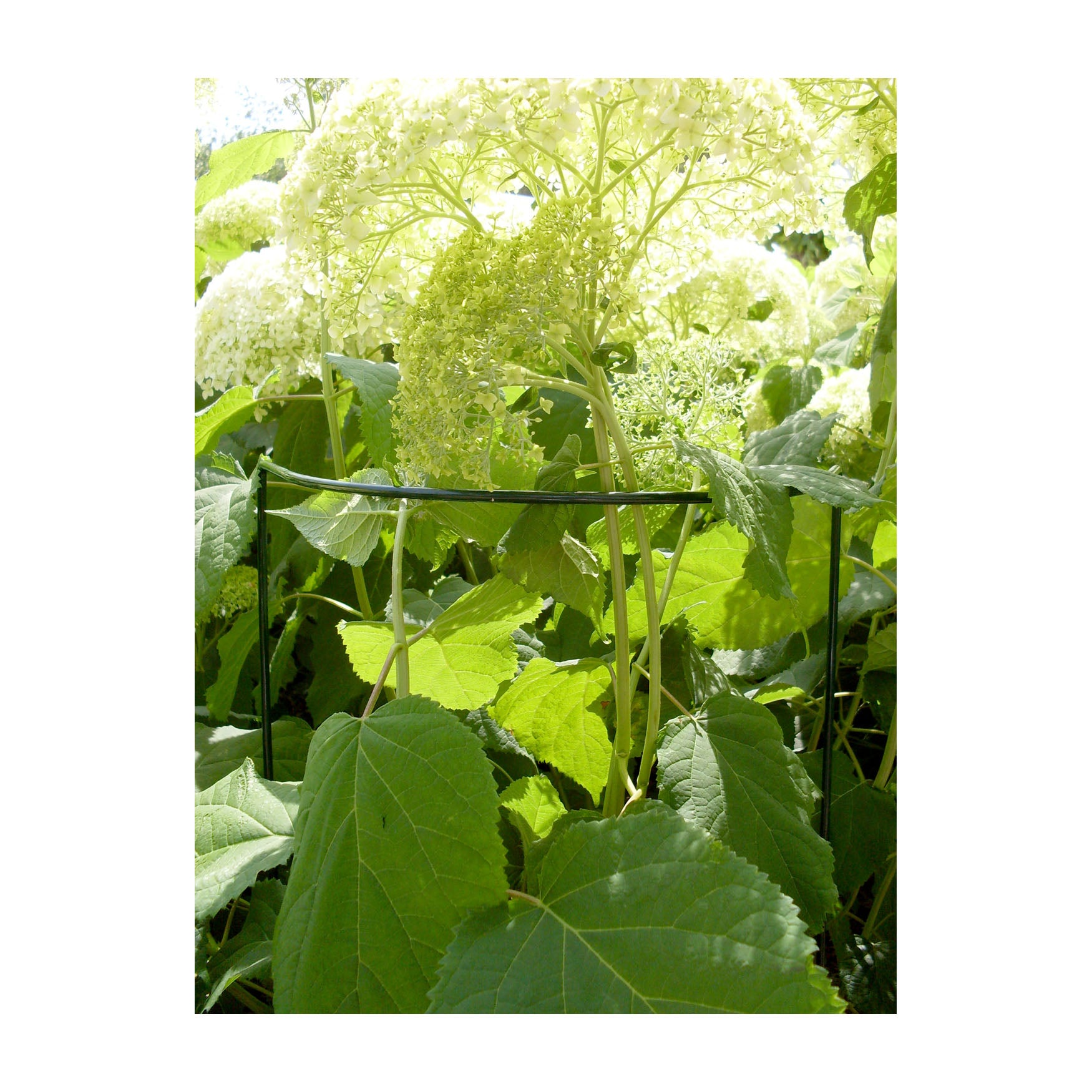 Plant Support Cradle 14" Half Circle