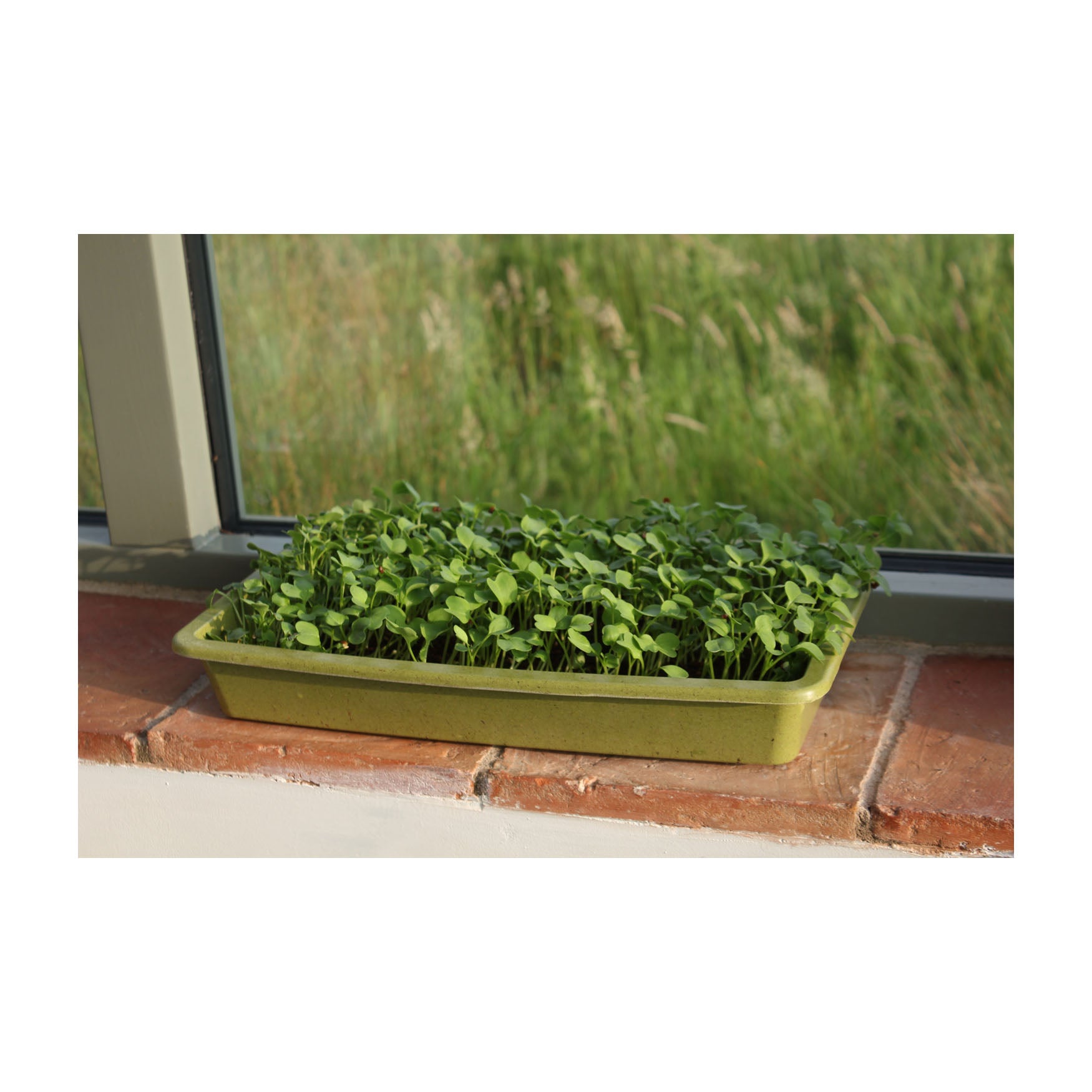 Microgreens Growing Mat 3pk
