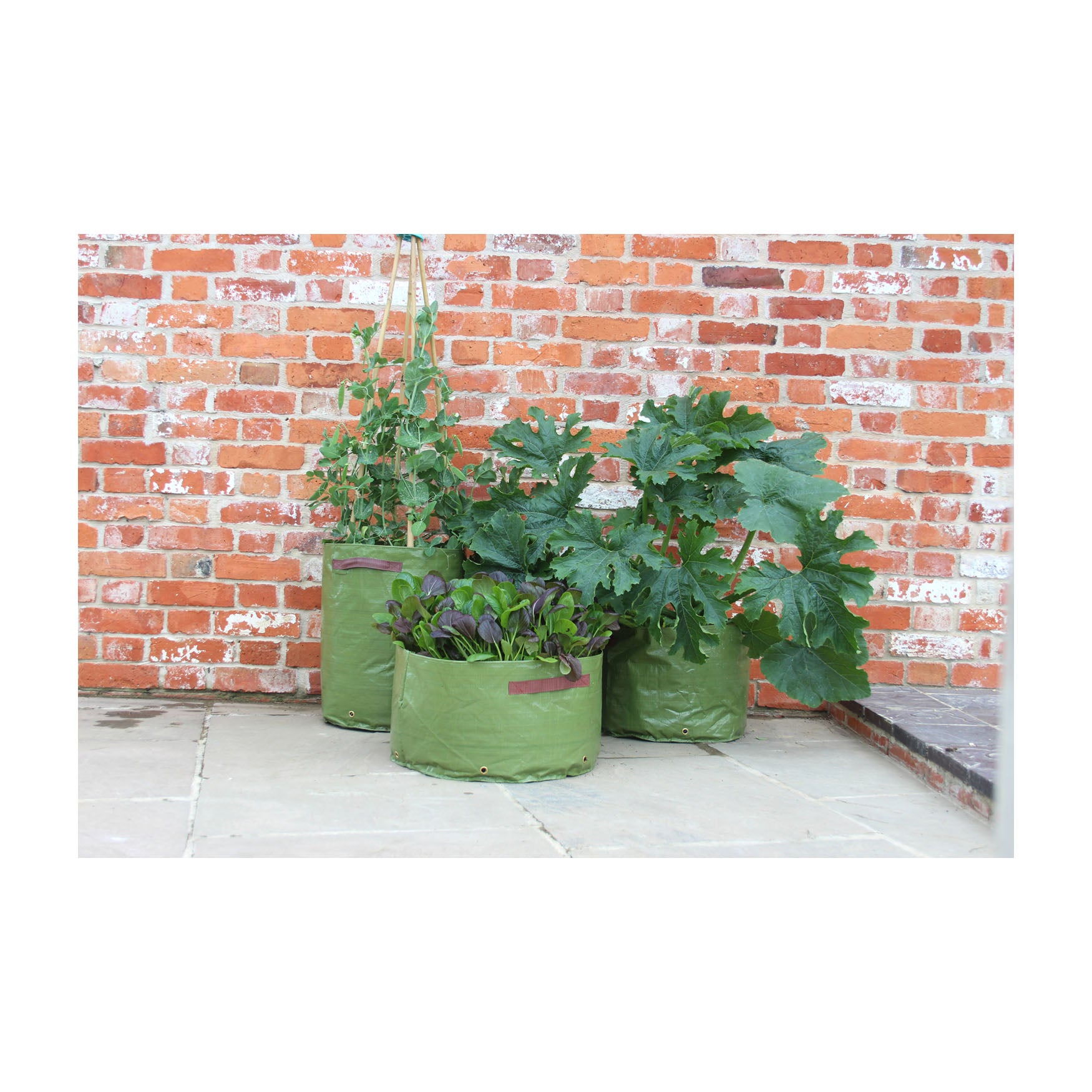 Vegetable Patio Planter 3pk