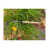 DeWit Weeder - Cape Cod Right Hand P-Grip