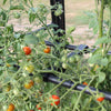 Tomato Crop Booster with Cover
