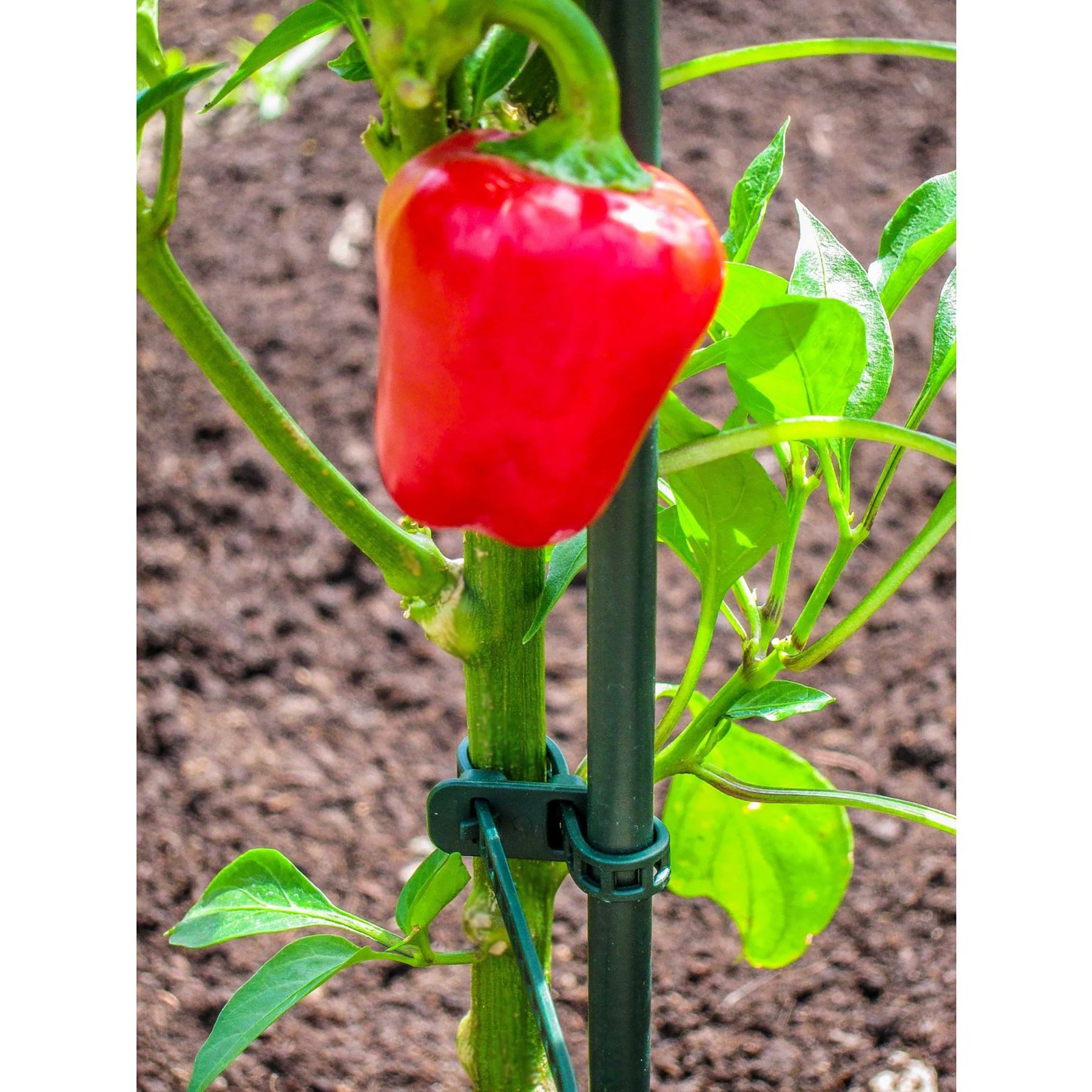 Plant Support Plant Tie 10" 15-pk