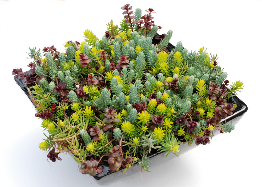 Flaming Carpet Stonecrop (SEDUM FLAMING CARPET) - 1 gallon