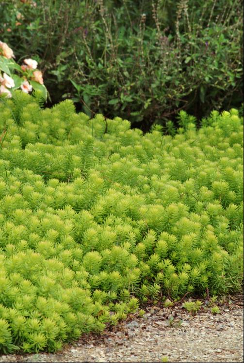 Angelina Stonecrop (N&C SEDUM ANGELINA) - 1 gallon
