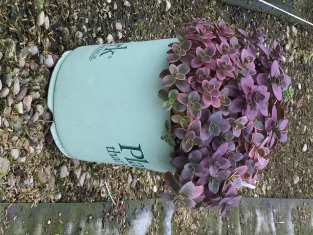 Wildfire Stonecrop (SEDUM WILDFIRE) - 1 gallon