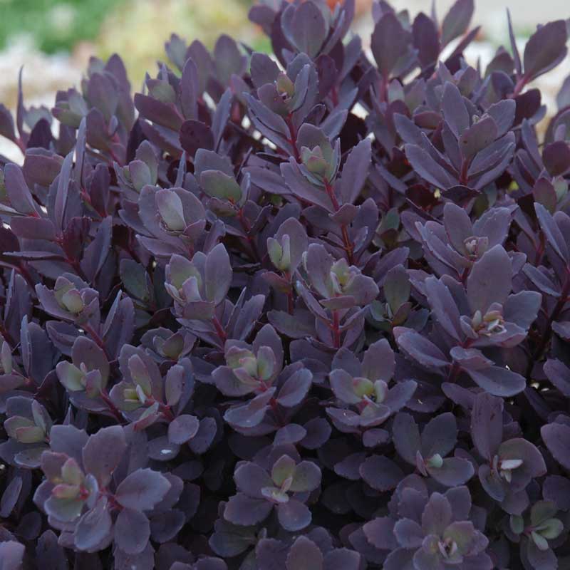 SunSparkler® Plum Dazzled Stonecrop (SEDUM PLUM DAZZLED) - 1 gallon