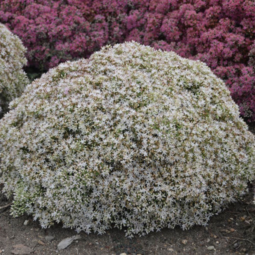Rock 'N Round® 'Bundle of Joy' Stonecrop (SEDUM ROCK N GROW BUNDLE OF JOY) - 1 gallon