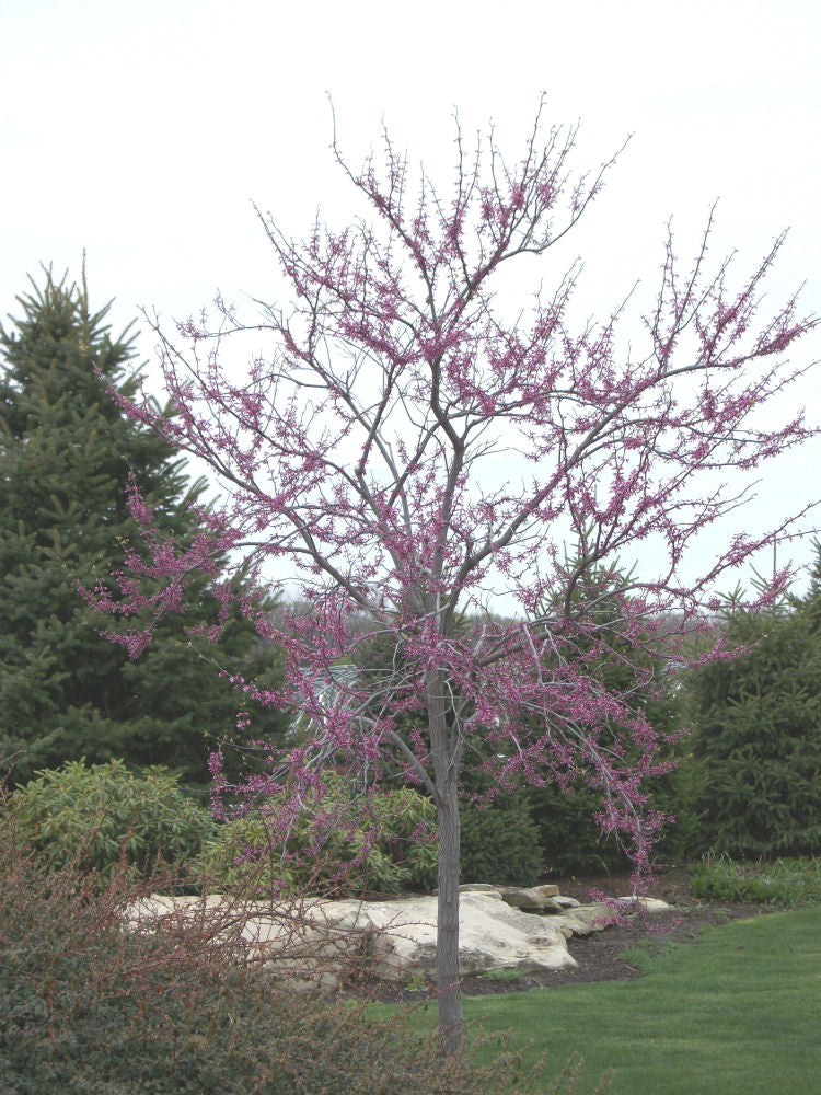 Eastern Redbud (Cercis canadensis) - 2 gallon