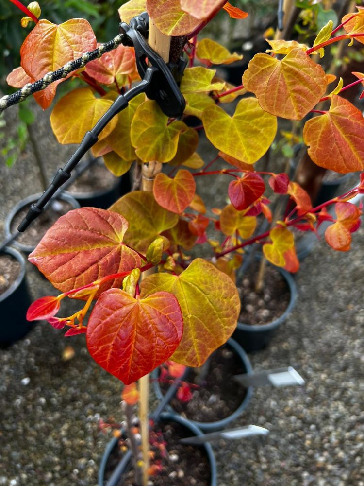 Hearts A'Fire™ Redbud (Cercis canadensis 'Hearts A' Fire') - 1 gallon 3-4' TREE