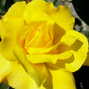 Golden Showers™ Climbing Rose (Rosa CL 'Golden Showers') - 3 gallon