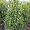 Green Mountain Boxwood (Buxus microphylla 'Green Mountain') - QT