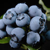 Northland Northern Highbush Blueberry (Vaccinium northland 'Northland') - 1 gallon