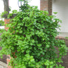 Climbing Hydrangea (Hydrangea arborescens 'Petiolaris') - QT