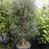 Fine Line® Buckthorn (Rhamnus frangula 'Ron Williams') - QT