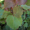 Robusta Boston Ivy (Parthenocissus tricuspidata 'Robusta') - QT