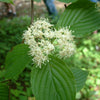 Pagoda Dogwood (Cornus alternifolia) - 3 gallon 36"