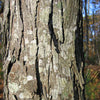 Shagbark Hickory (Carya ovata) - 3 gallon