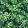 Woolly Thyme (Thymus pseudolanuginosus 'Pseudo. Wooly') - QT