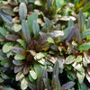 Chocolate Chip Bugleweed (Ajuga reptans 'Chocolate Chip') - QT