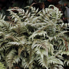 Japanese Painted Fern (Athyrium nipponicum 'Pictum') - QT