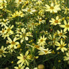 Moonbeam Tickseed (Coreopsis verticillata 'Moonbeam') - QT