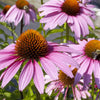 Purple Coneflower (Echinacea purpurea 'Magnus') - QT