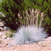 Elijah Blue Fescue Grass (Festuca glauca 'Elijah Blue') - QT