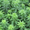 Sweet Woodruff (Galium odoratum) - QT