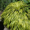 Golden Variegated Japanese Forest Grass (Hakonechloa macra 'Aureola') - QT