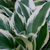 Patriot Plantain Lily (Hosta patriot 'Patriot') - QT