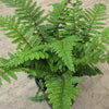Tassel Fern (Polystichum polyblepharum 'Tassel') - QT
