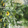Black-Eyed Susan (Rudbeckia fulgida 'Goldsturm') - QT