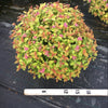 Magic Carpet Spiraea (Spiraea japonica 'Magic Carpet') - 1 gallon