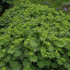 Thriller Lady's Mantle (Alchemilla mollis 'Thriller') - QT