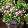 Splendens Sea Thrift (Armeria maritima 'Splendens') - QT