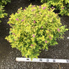 Goldmound Spirea (Spiraea japonica 'Goldmound') - 1 gallon