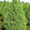 Dwarf Alberta Spruce (Picea glauca 'Conica') - 1 gallon 12"